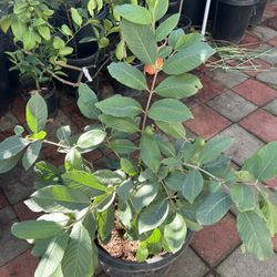 15g Crystal Guava Tree With Fruits For Sale for Sale in Arcadia, CA -  OfferUp