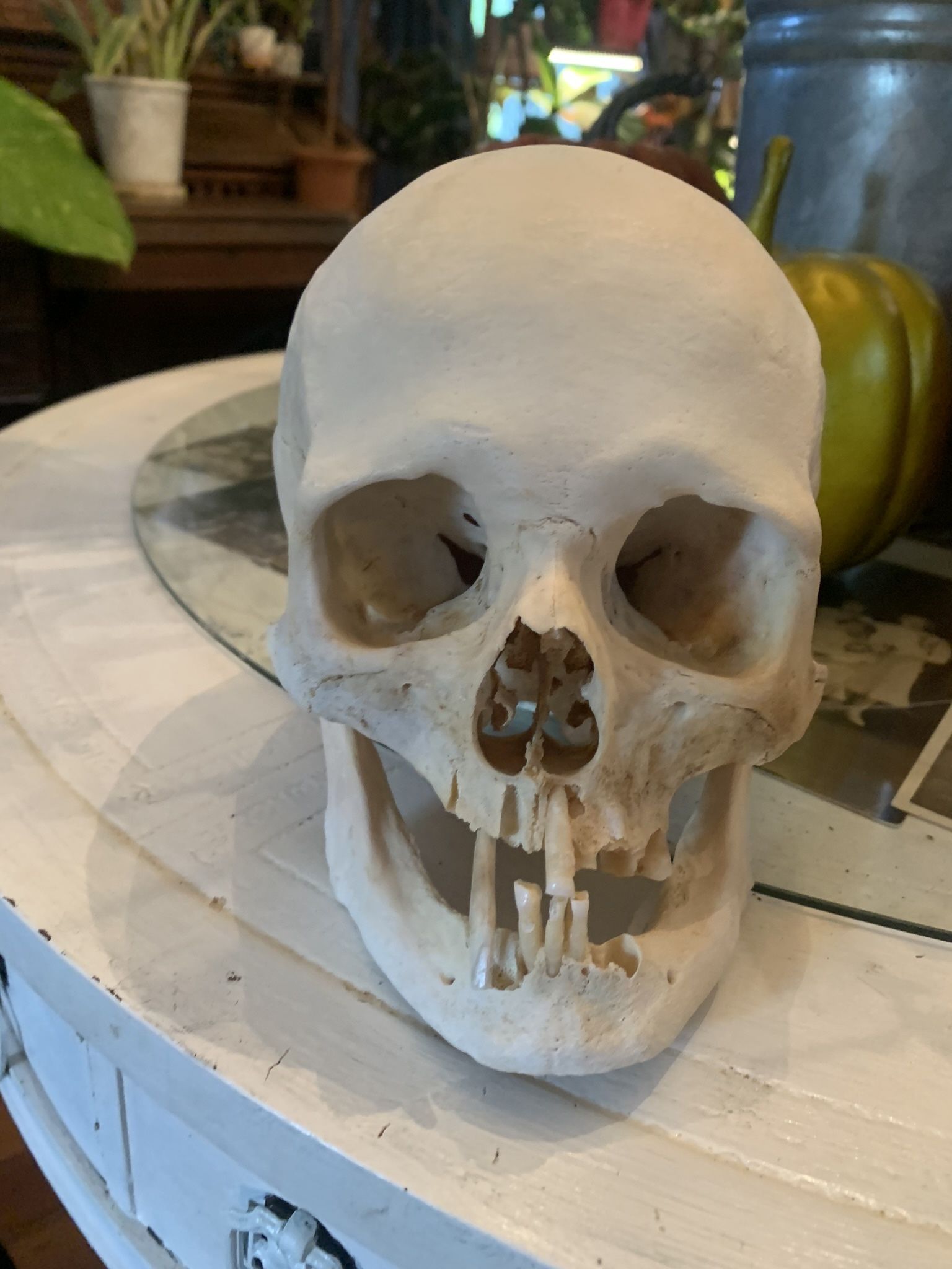 Taxidermy Human Skull!! $800!!