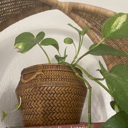 Pathos Plant In Ceramic Basket Planter 