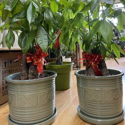 Money Tree Bonsai 3 In 1 With 12” Ceramic Pot. 