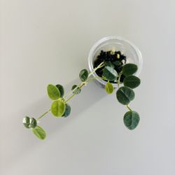 Hoya Tengchongensis