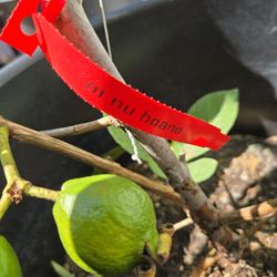 Vietnamese Guava/Oi Nu Hoang