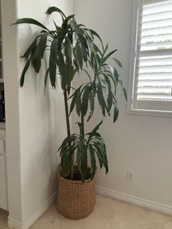 Corn leaf plant
