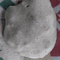 BRAIN CORAL 117