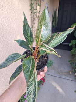 Philodendron PINK Birkin Plant $25