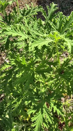 Mosquito Plant, 3 Gal, Massive Bush