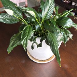 Peace lily plant