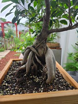 Bonsai Tree - Ficus