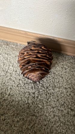 Big pincone as big as a hand