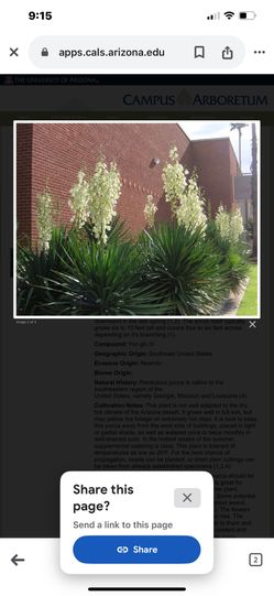 Yucca gloriosa