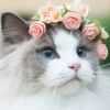 Fatma