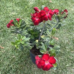 DESERT ROSE PLANT  (3 Gallon Pot)