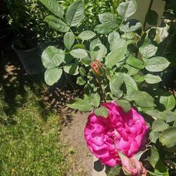 Rose Plants $20 Each 
