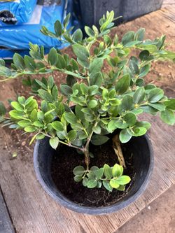 Carissa Plant One Gallon $10 Each