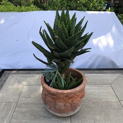 Large tiger tooth aloe in an aged terracotta pot 