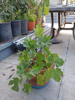Mission Figs Tree In Pot