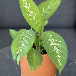Dieffenbachia Plant 