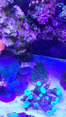 Coral