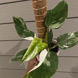 philodendron plants Philodendron Gloriosum 4" Pot
