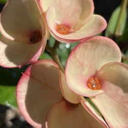 Corona De Cristo $55