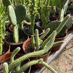 Succulent Plants 🪴 