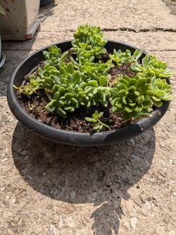 Succulents For Sale 