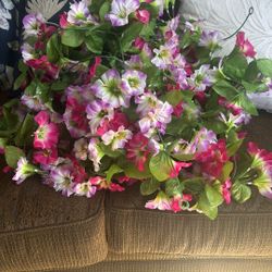 8 Beautiful Vines 