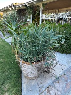 Free big pot aloe plant