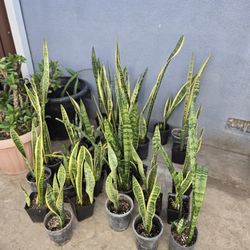 Snake plant 