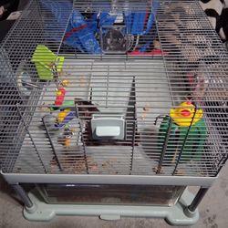 Rat Setup