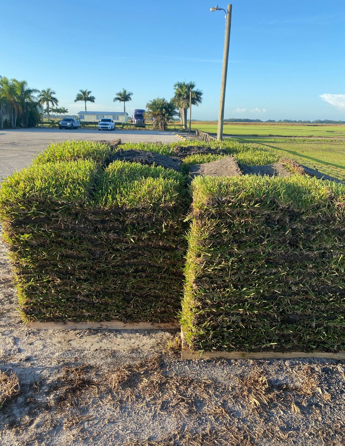 St.Augustine-Bahia-Fresh Sod