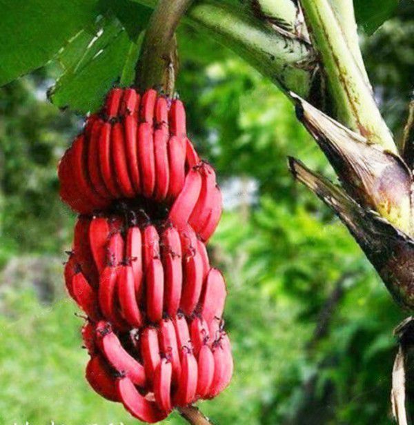 Red bananas Musa tree