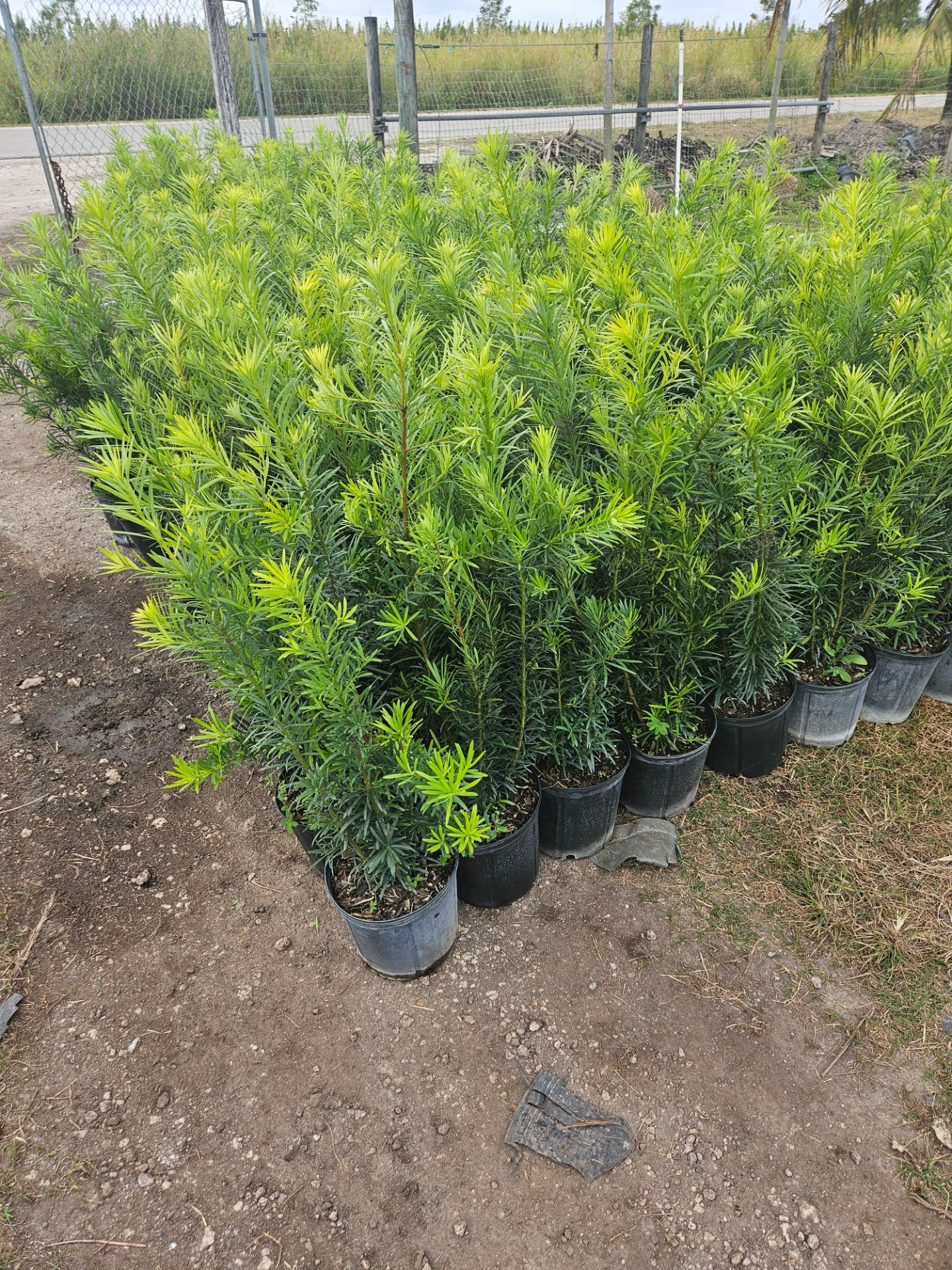 podocarpus Instant Privacy Hedge For Fence Green Full Ready