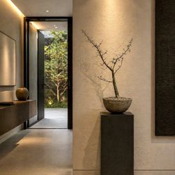 Bursera Fagaroides (Planter Included) Minimalist/ Modern Living Art