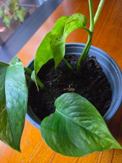 Pophos Indoor plant in 4 inches pot
