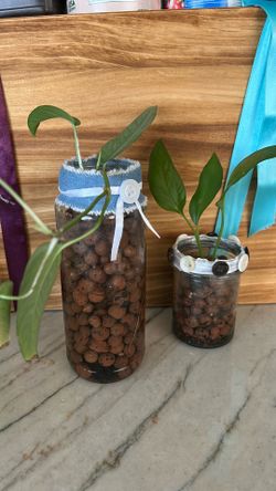 Plants!! Cebu Blue + Philo Sk Key