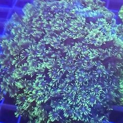 Ornamental Corals For Sale In Lake Worth Beach F.L. 