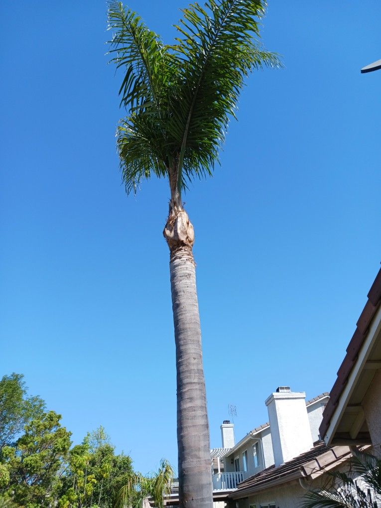 Professional Tree Trimming 60