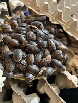 Reptile feeders