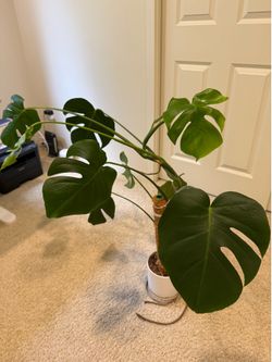 Monstera Plant