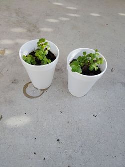 plantas de jade o abundancia $1.50 cada una