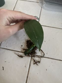 Raphidaphora Decursiva