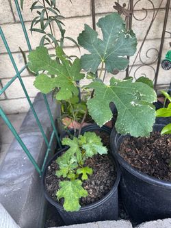 Fig tree