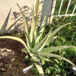 Savila Plant Muy Medicinal