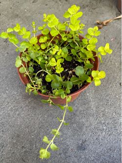 Creesping Jenny plant