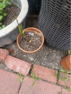 Garden plant in pot