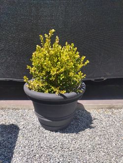 Plants