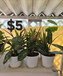 Plantas mixtas