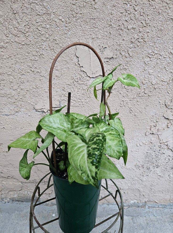 Syngonium Plant