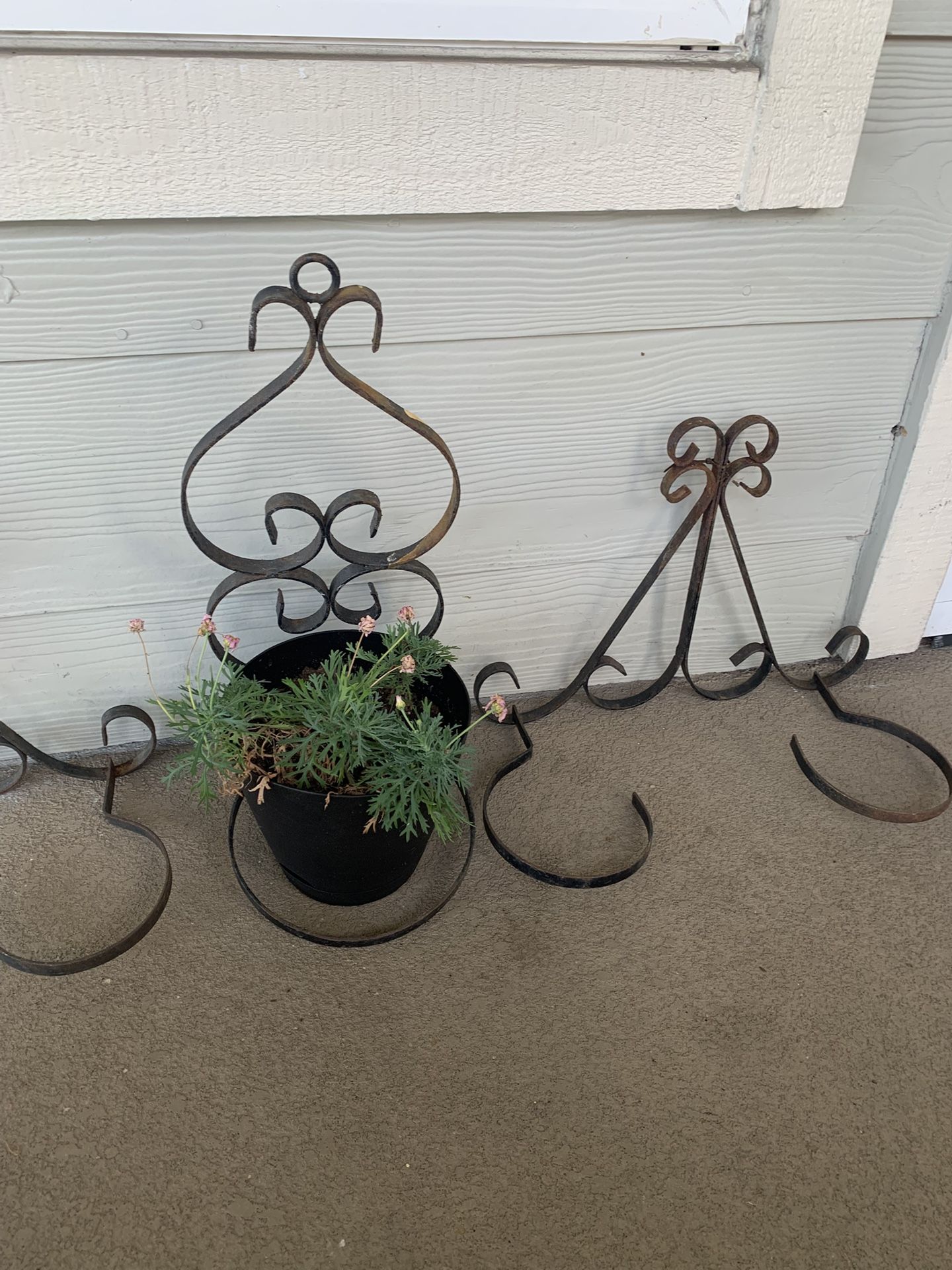 Wrought Iron Plant Holders